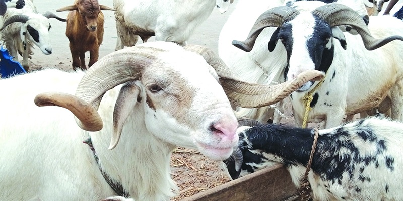 Sallah: Chief Imam’s sacrificial Ram stolen In Jos